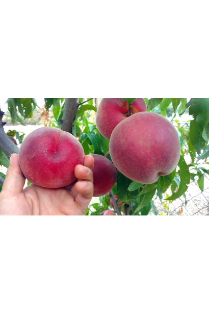 Персик ‘Роял Естет’ на дереві — великі червоні плоди наприкінці серпня